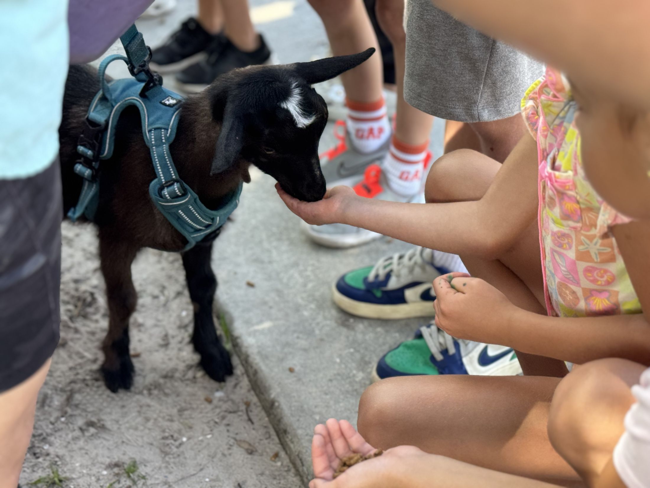 animal being fed - 