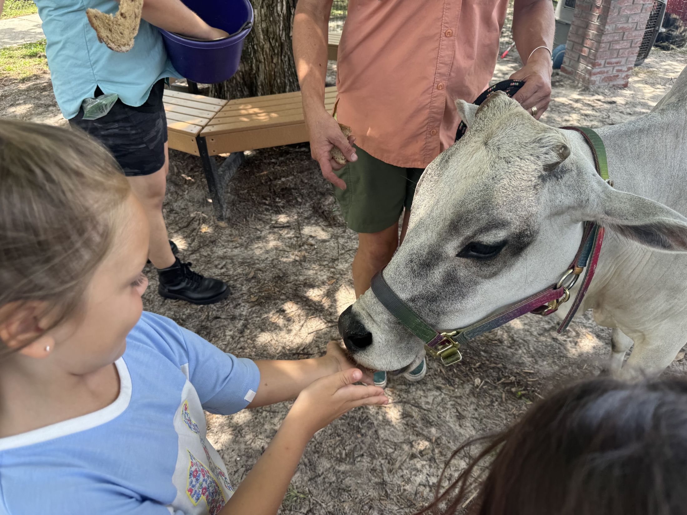 student feeding animal - 