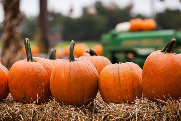 Fall Festival: October 24th